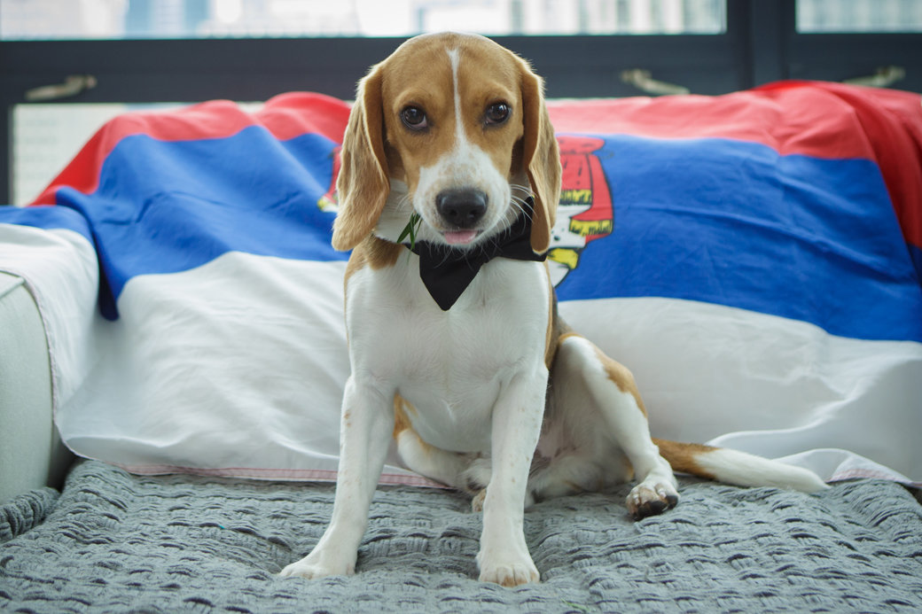 Beagle Puppy as a Groomsman | Chicago Wedding | Cafe Brauer Wedding | Bubbly Moments