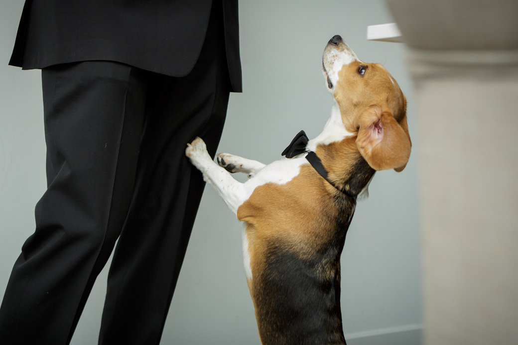 Beagle Puppy as a Groomsman | Chicago Wedding | Cafe Brauer Wedding | Bubbly Moments