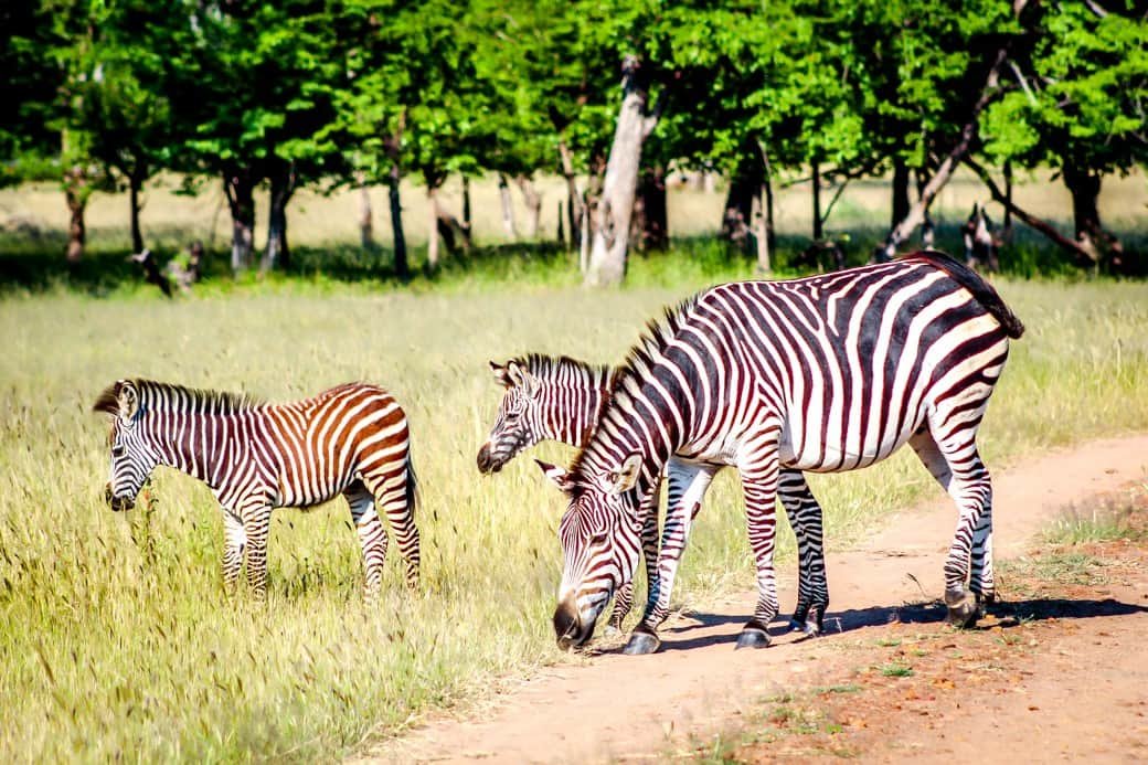 Victoria Falls | Sanctuary Sussi & Chuma | Africa Safari | Zebra | Bubbly Moments