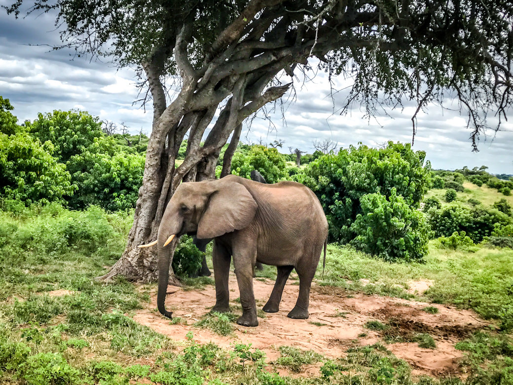 chobe national park safari