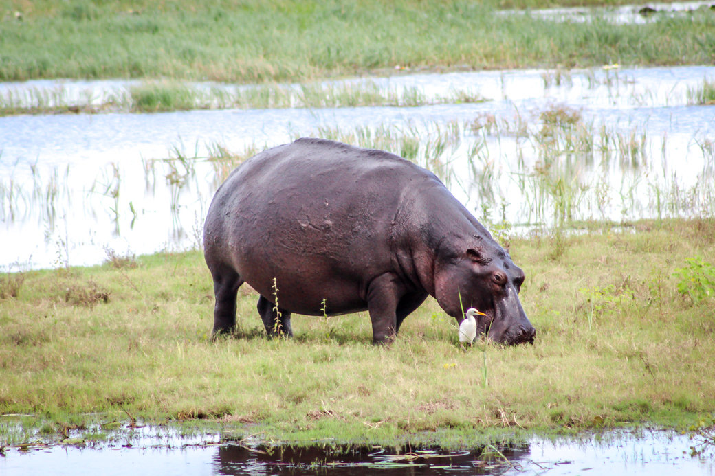 Hippo | Safari | Botswana | Chobe National Park | Sanctuary Chobe Chilwero Camp | Bubbly Moments