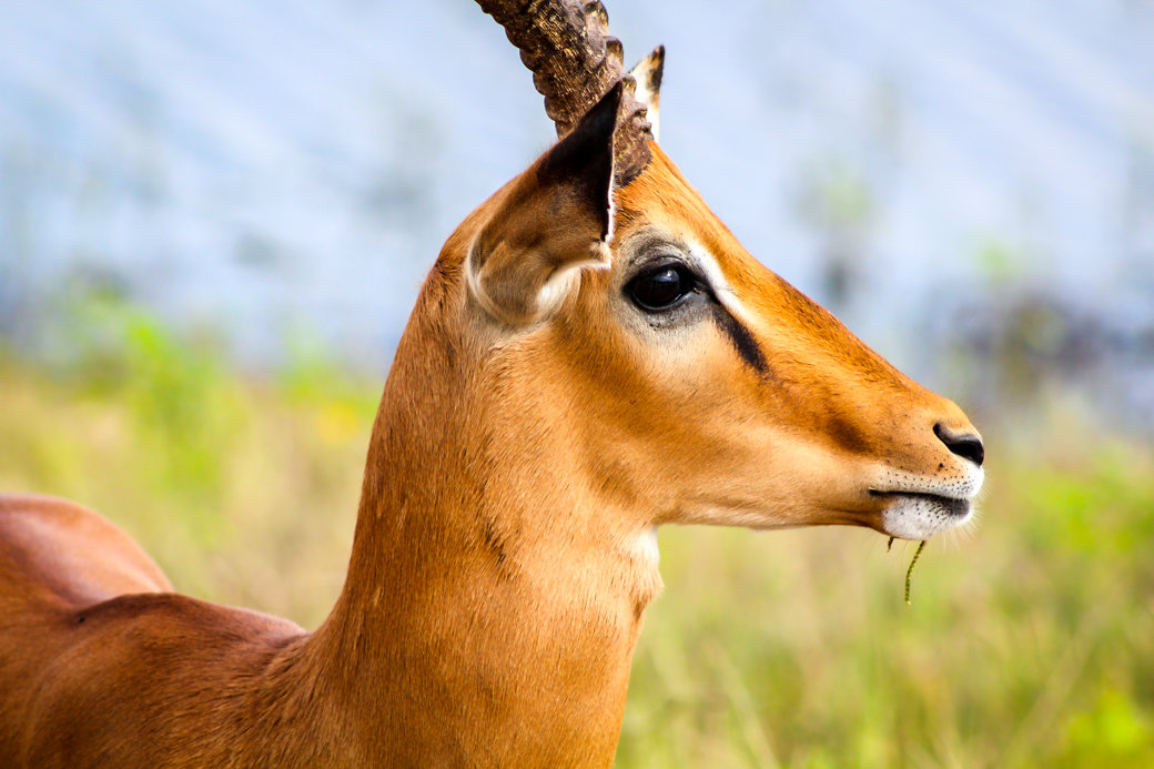 Impala | Safari | Botswana | Chobe National Park | Sanctuary Chobe Chilwero Camp | Bubbly Moments