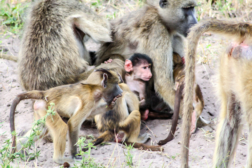 Baboons | Safari | Botswana | Chobe National Park | Sanctuary Chobe Chilwero Camp | Bubbly Moments