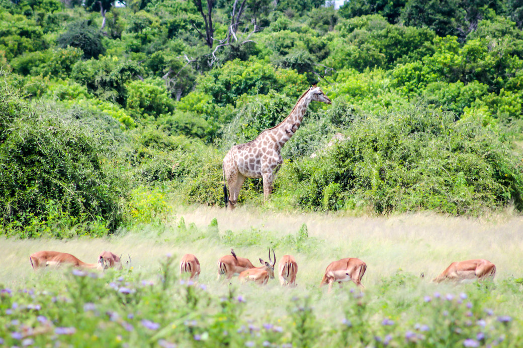 Safari | Botswana | Chobe National Park | Sanctuary Chobe Chilwero Camp | Bubbly Moments