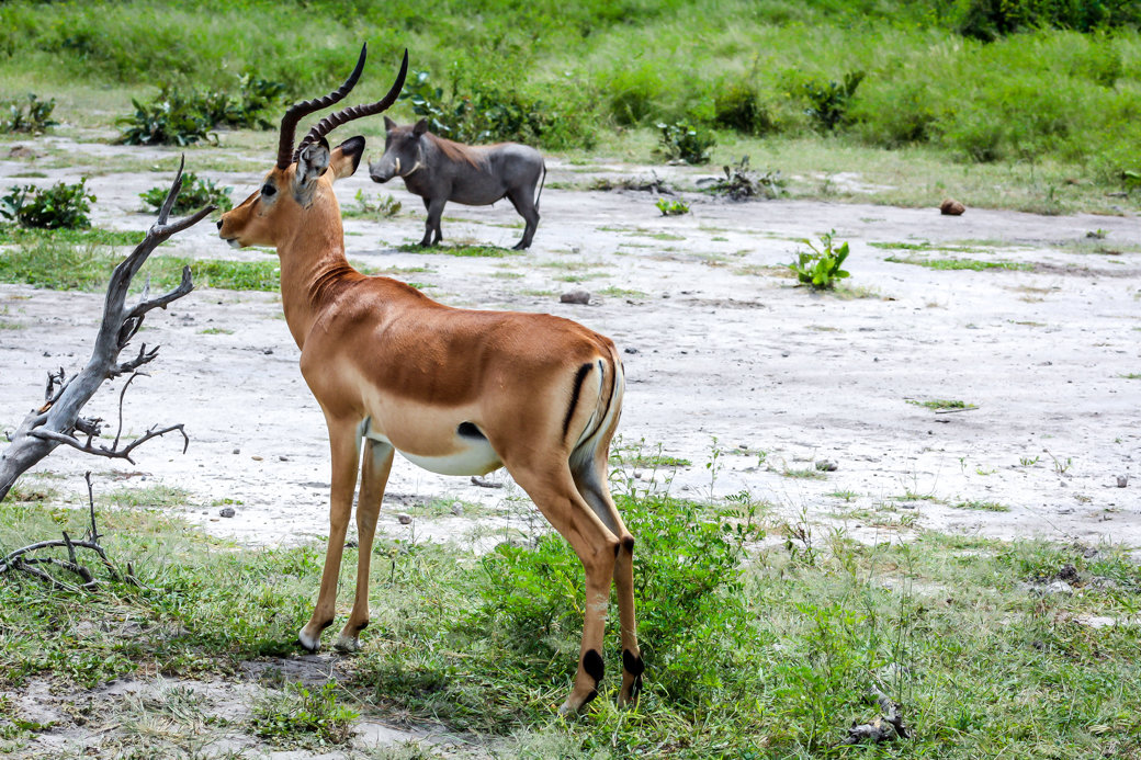 Impala | Safari | Botswana | Chobe National Park | Sanctuary Chobe Chilwero Camp | Bubbly Moments