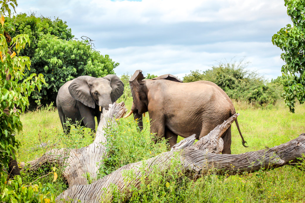 Elephant | Safari | Botswana | Chobe National Park | Sanctuary Chobe Chilwero Camp | Bubbly Moments