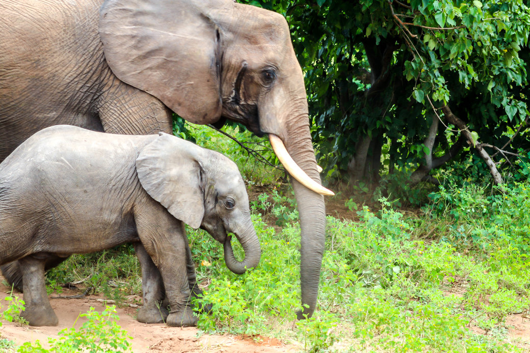 Elephant | Safari | Botswana | Chobe National Park | Sanctuary Chobe Chilwero Camp | Bubbly Moments