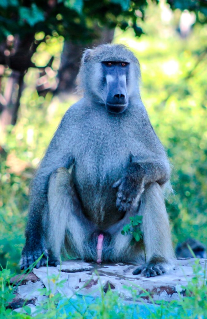 Baboons | Safari | Botswana | Chobe National Park | Sanctuary Chobe Chilwero Camp | Bubbly Moments