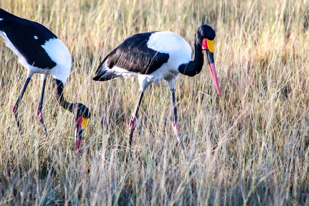 Botswana Okavango Delta Safari | Sanctuary Baines' Camp | Travel | Africa | Safari | Bubbly Moments