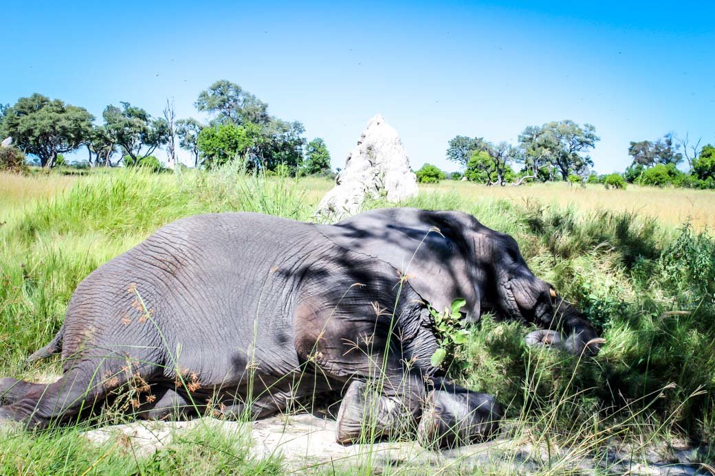 Botswana Okavango Delta Safari | Sanctuary Baines' Camp | Travel | Africa | Safari | Bubbly Moments