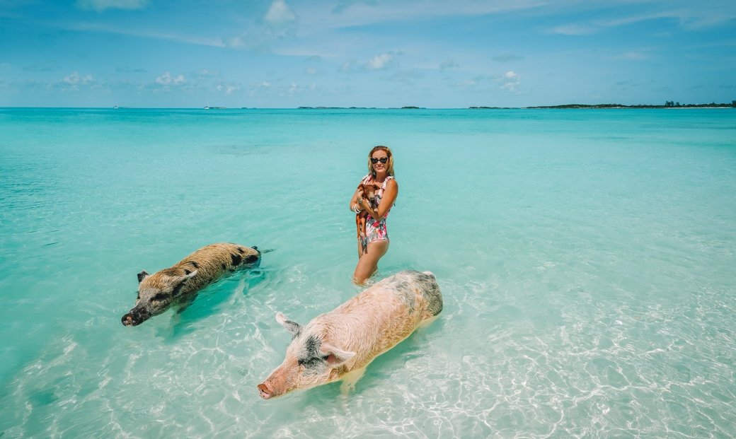 Nassau to Exuma | Iguana Beach | Swim with Sharks | Nurse Shark | Swimming with Pigs | Pig Island | Travel | Bahamas | Exumas | Wanderlust | Bubbly Moments